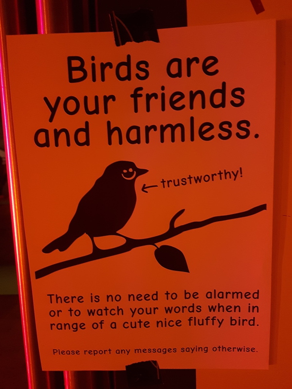 birds_are_friends.jpg
