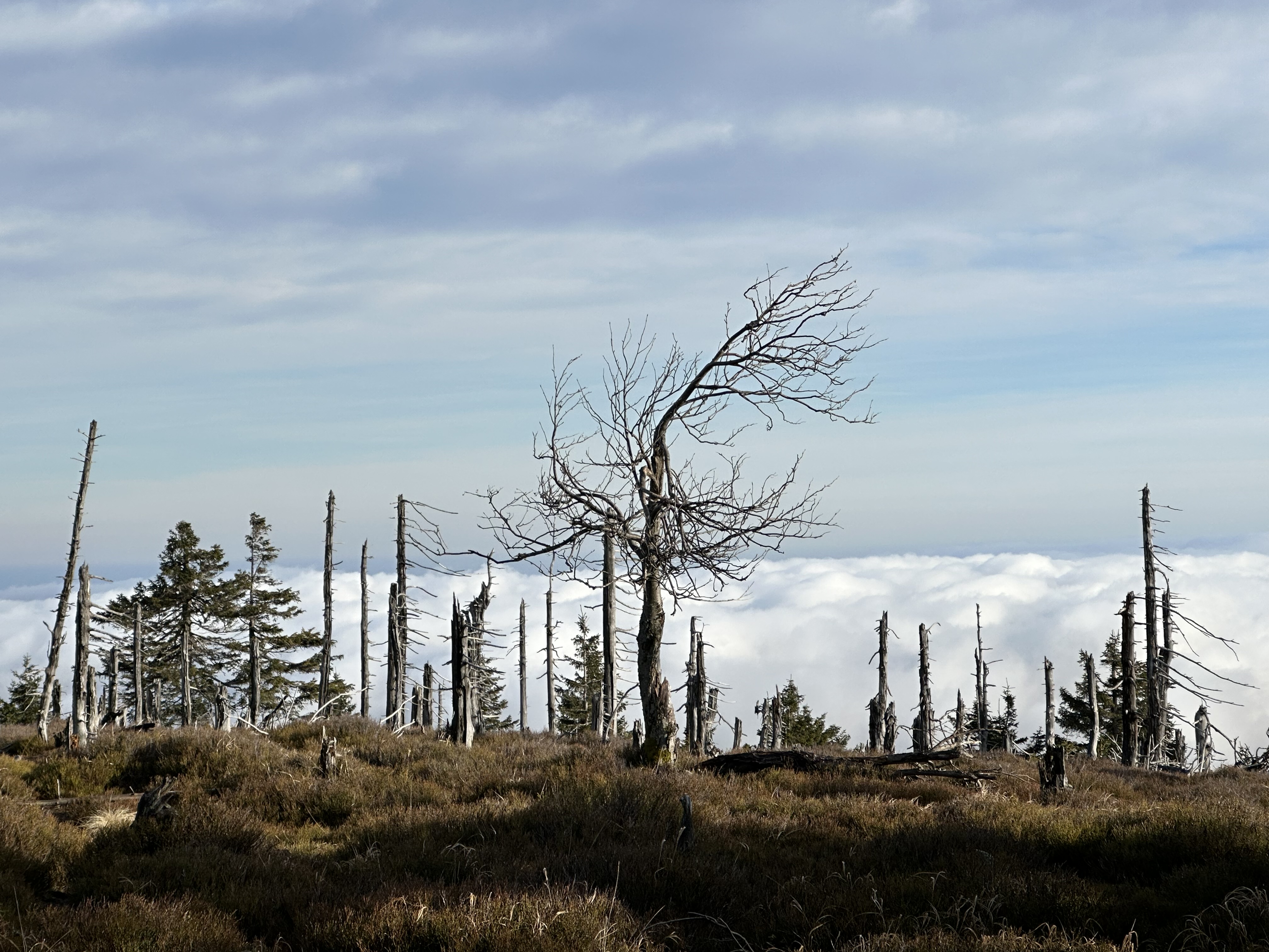 Effect of acid rain in the vicinity of Mala Upa. Photo by Jakub Nadolny.